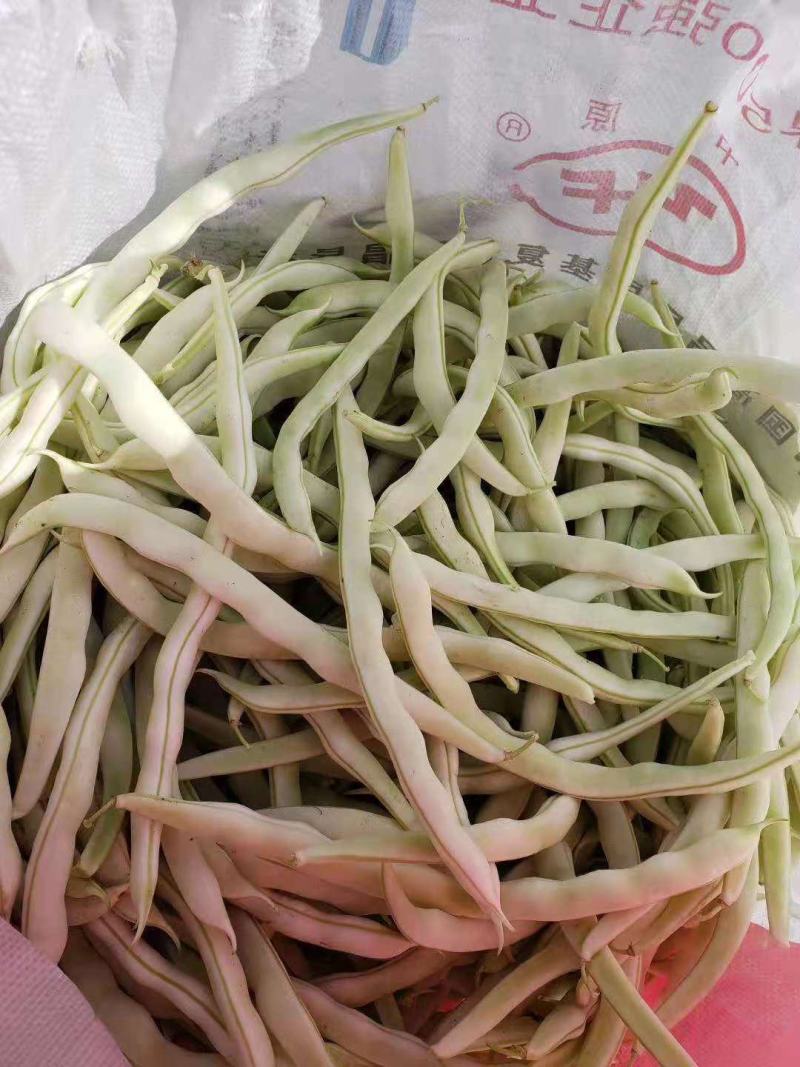河南焦作博爱白不老，也叫芸豆，上市中，基地直发，价格优惠