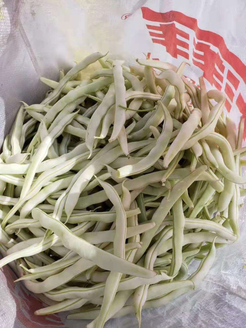 河南焦作博爱白不老，也叫芸豆，上市中，基地直发，价格优惠