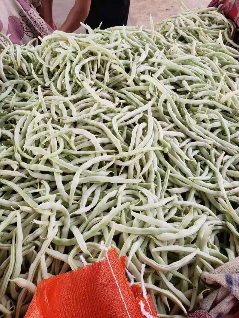 河南焦作博爱白不老，也叫芸豆，上市中，基地直发，价格优惠