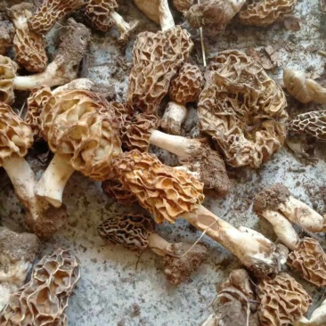 野生羊肚菌