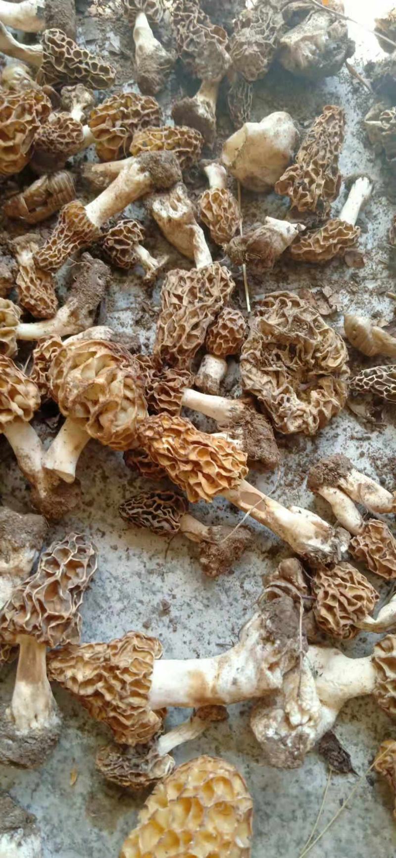 野生羊肚菌
