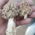 野生羊肚菌