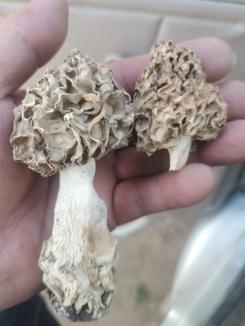 野生羊肚菌