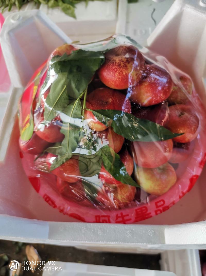 蒙阴沂蒙山蜜桃现摘现发，量大从优（专业代办）代收代发