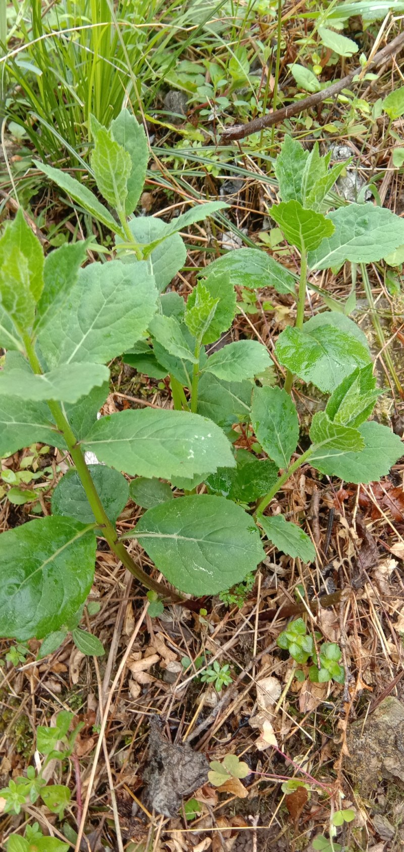 野生拳参，贵州本地货欢迎订购