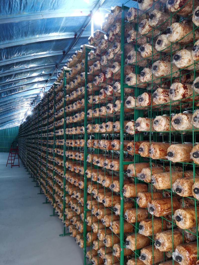 大量销售纯桑木桑黄菌包大量上市品质保证