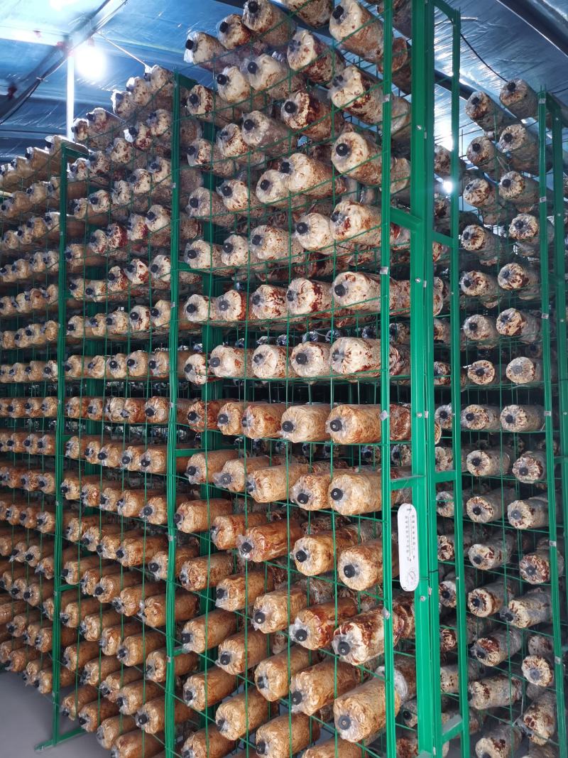 大量销售纯桑木桑黄菌包大量上市品质保证