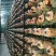 大量销售纯桑木桑黄菌包大量上市品质保证
