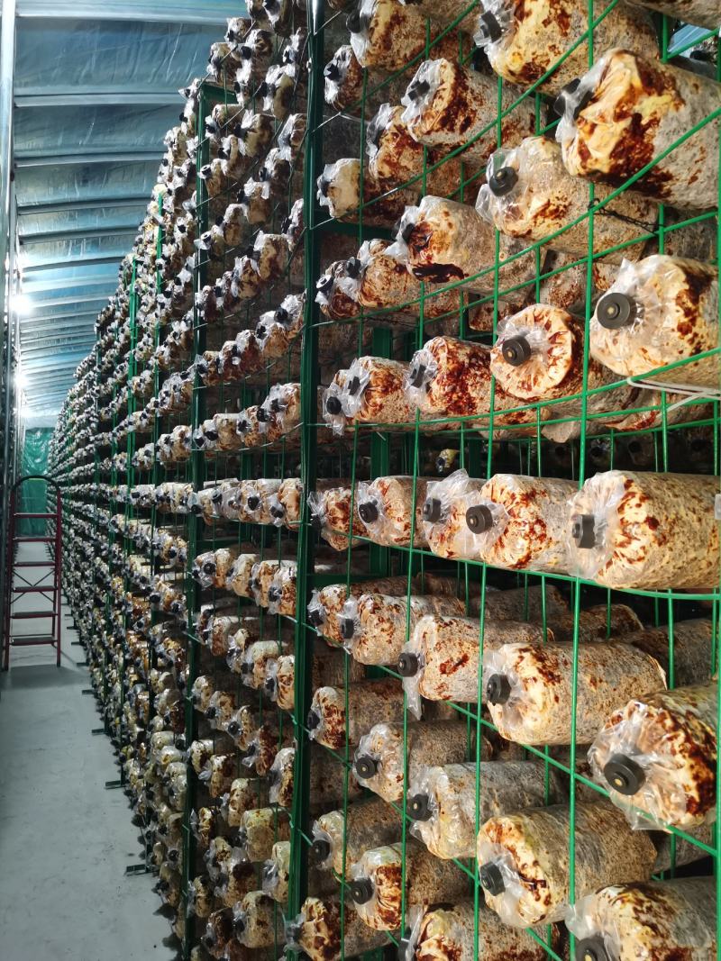 大量销售纯桑木桑黄菌包大量上市品质保证