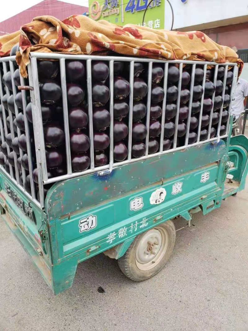 河南博爱紫光圆茄，大量上市，个头均匀颜色黑亮，基地直发。