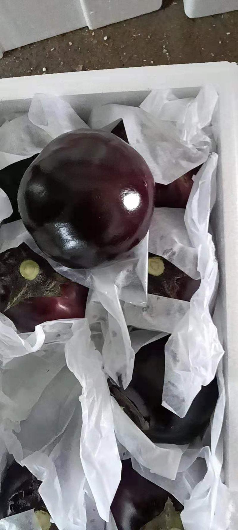 河南博爱紫光圆茄，大量上市，个头均匀颜色黑亮，基地直发。