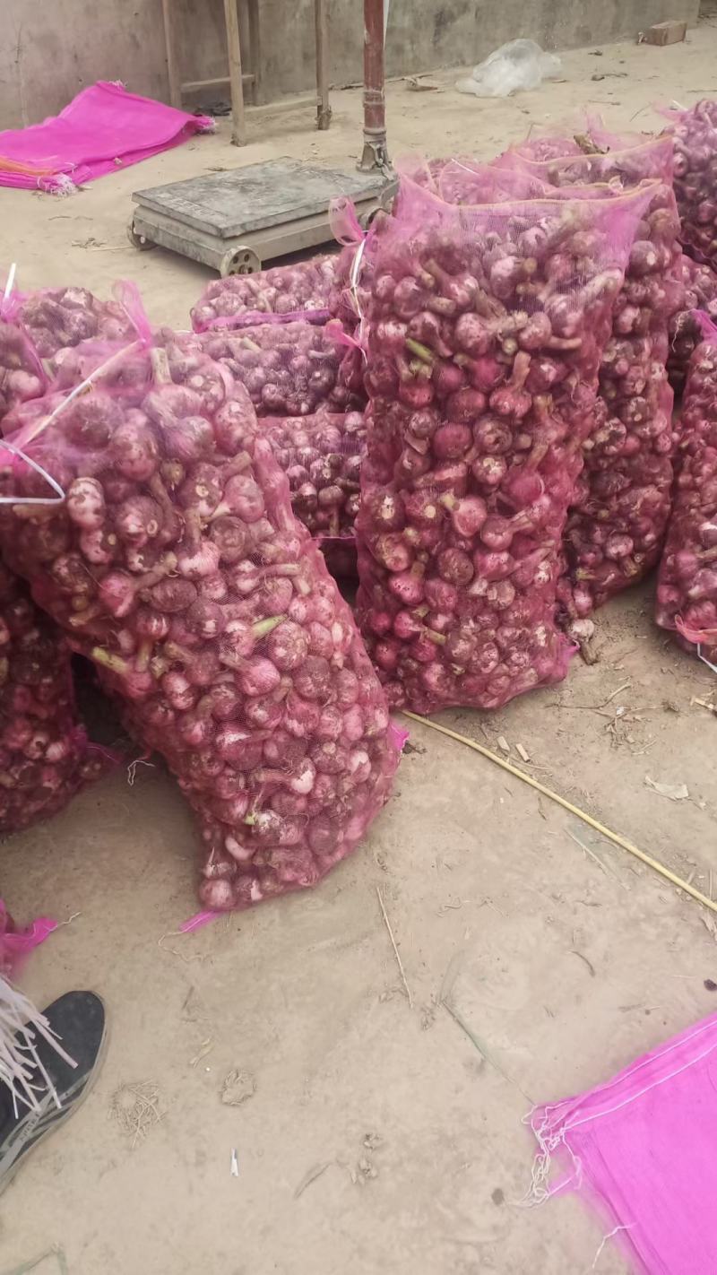河南大蒜鲜蒜紫皮蒜新蒜产地直供价格便宜诚信合作