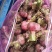 河南大蒜鲜蒜紫皮蒜新蒜产地直供价格便宜诚信合作