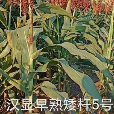 汉青早熟五号株高一米二积温二千三以上