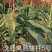 汉青早熟五号株高一米二积温二千三以上