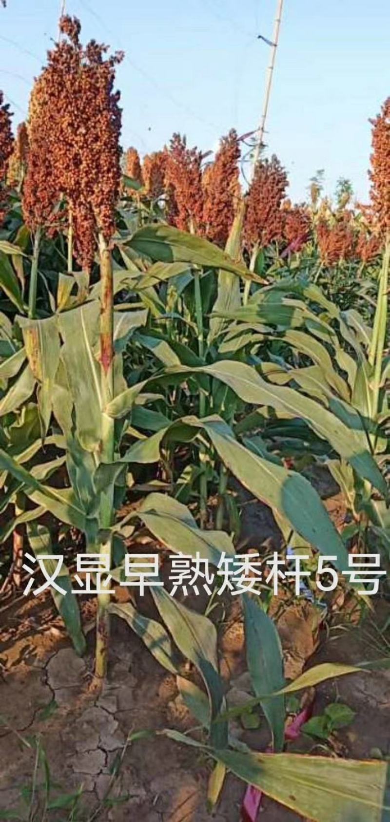 汉青早熟五号株高一米二积温二千三以上