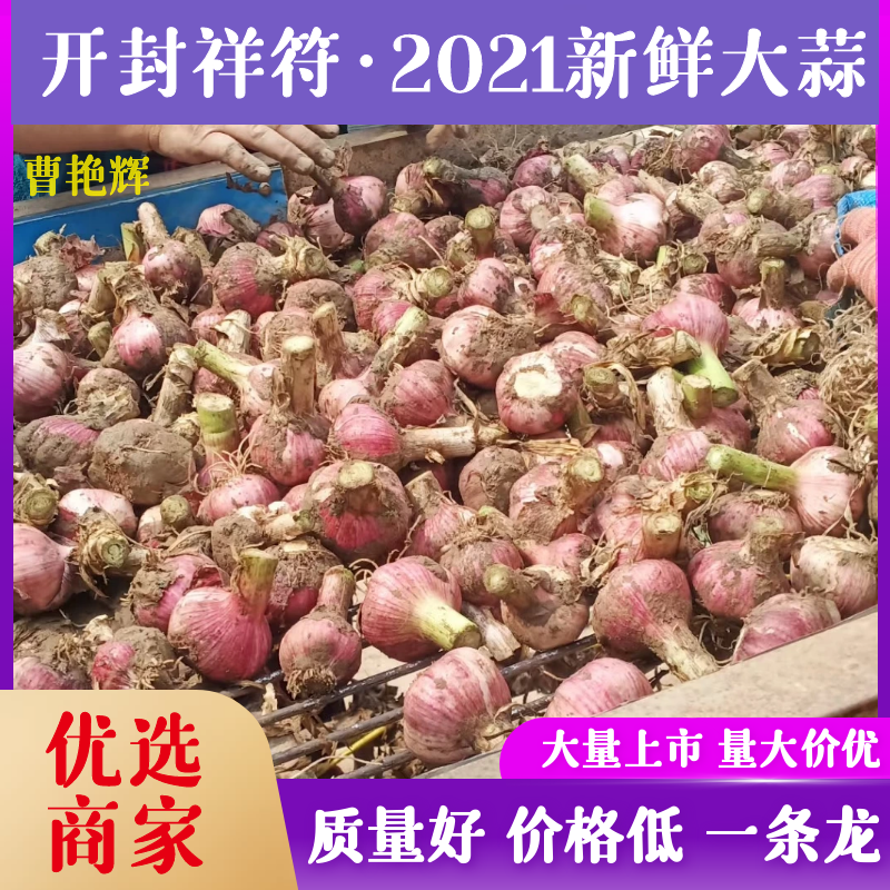 河南大蒜鲜蒜紫皮蒜新蒜产地直供价格便宜诚信合作
