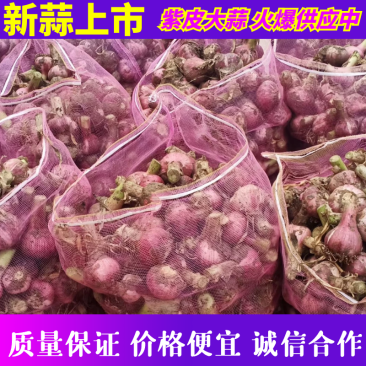 开封大蒜紫皮蒜新蒜大量上市供应价格便宜质量保证