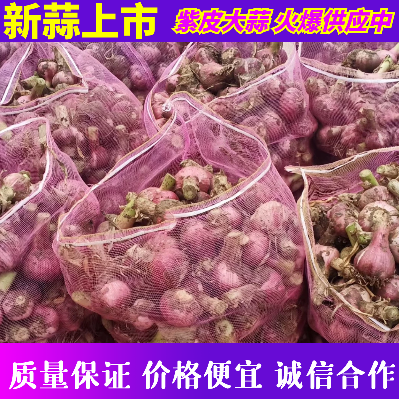 新蒜开封大蒜紫皮大蒜鲜蒜产地直供批发市场商超