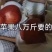 花牛苹果蛇果，甘肃天水花牛苹果70/75蛇果