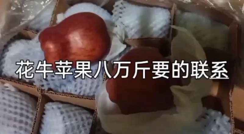 花牛苹果蛇果，甘肃天水花牛苹果70/75蛇果
