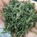 大叶少芽雨前茶