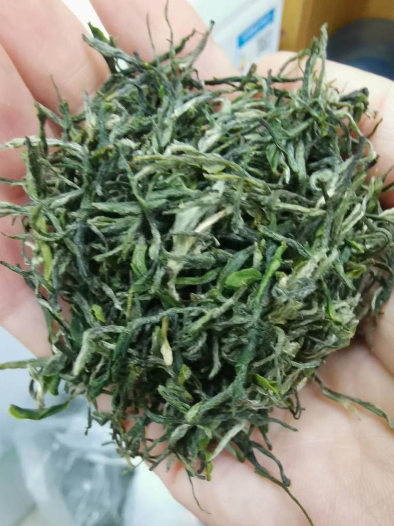 大叶少芽雨前茶