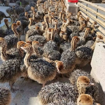 一个多月的三个多月鸵鸟苗便宜出售