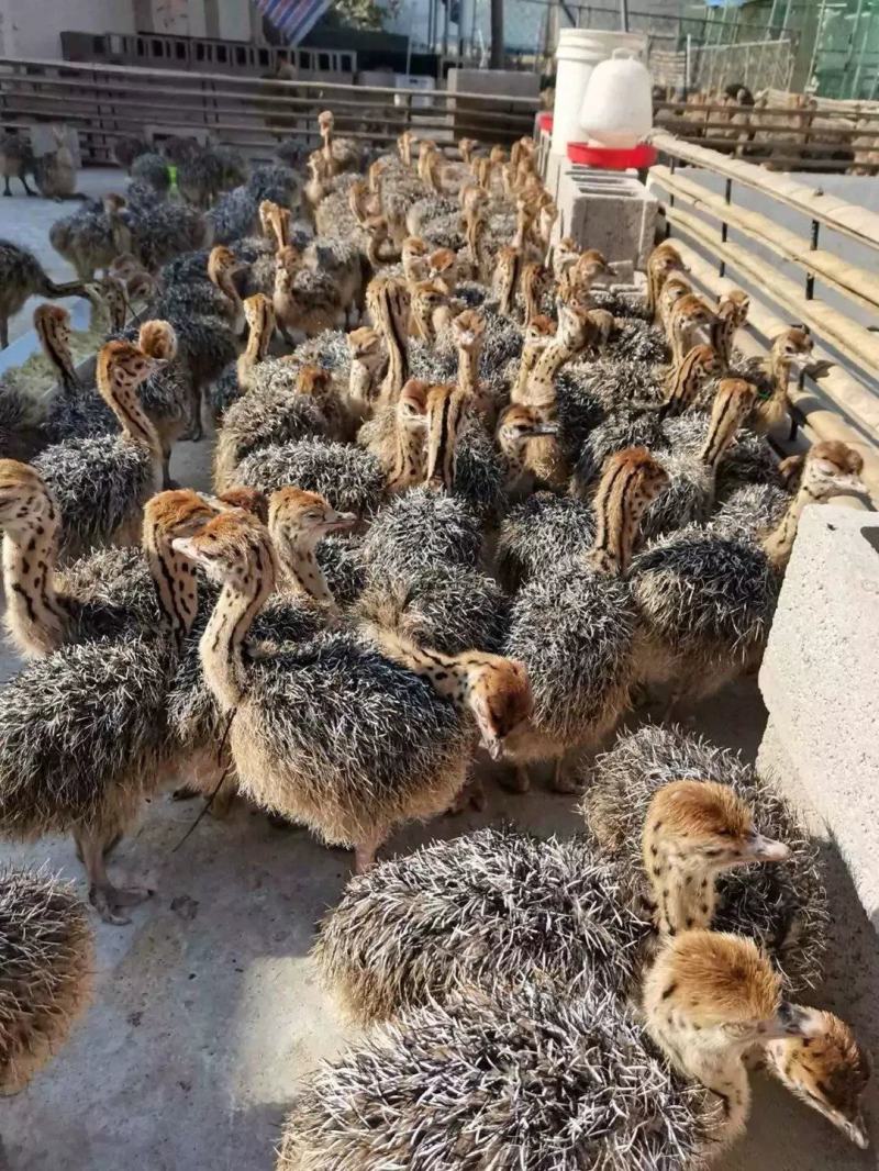 一个多月的三个多月鸵鸟苗便宜出售