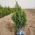 塔快绿化苗50厘米到120厘米各种规格尺寸都有