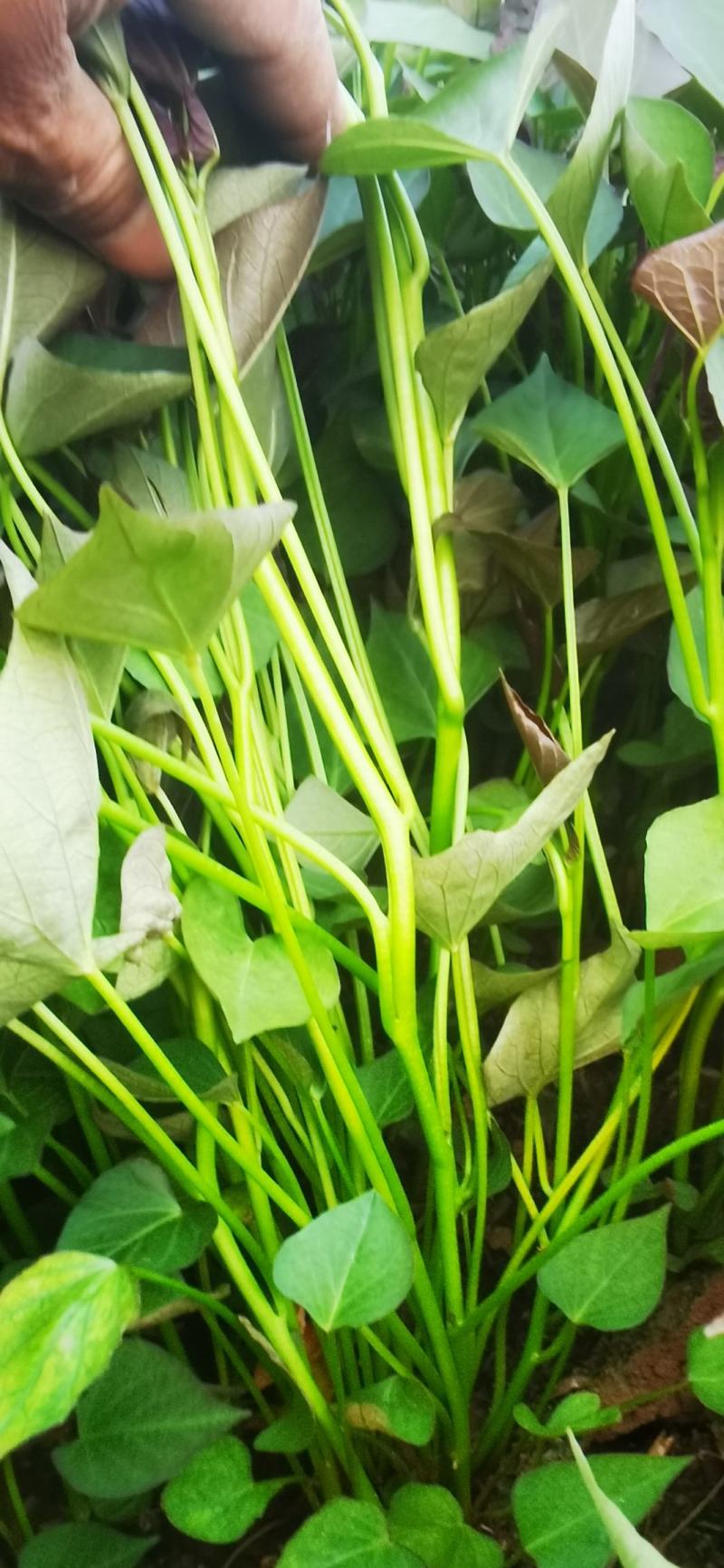 红薯苗