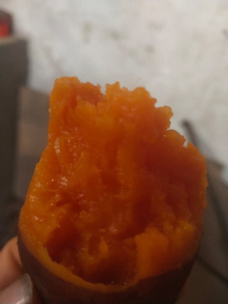红薯苗