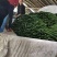 夏邑县油亮鲜黄瓜，黑条密刺黄瓜，青瓤黄瓜，诚信经营