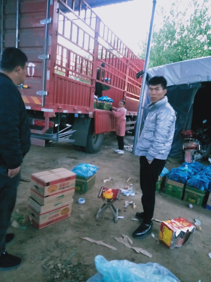 夏邑县油亮鲜黄瓜，黑条密刺黄瓜，青瓤黄瓜，诚信经营