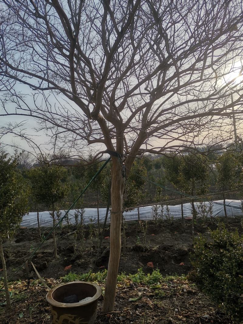 [热销】5～15公分的紫薇规格齐全量大从优欢迎进店