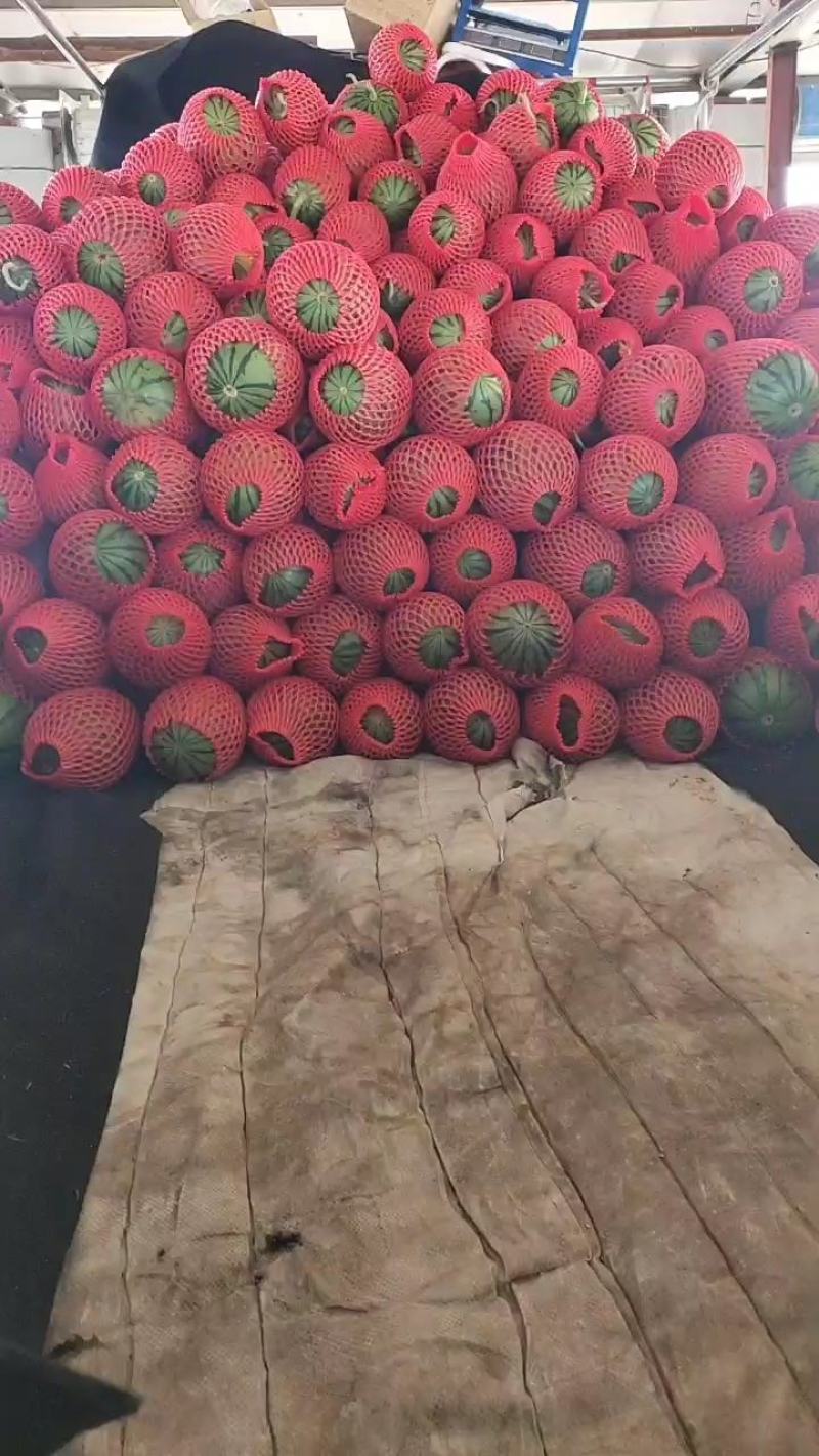 山东2K小糖丸吊瓜小糖丸西瓜保熟保甜一手货源