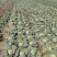 甘蓝包心菜，量大、质量好！无烧边，诚信合作，