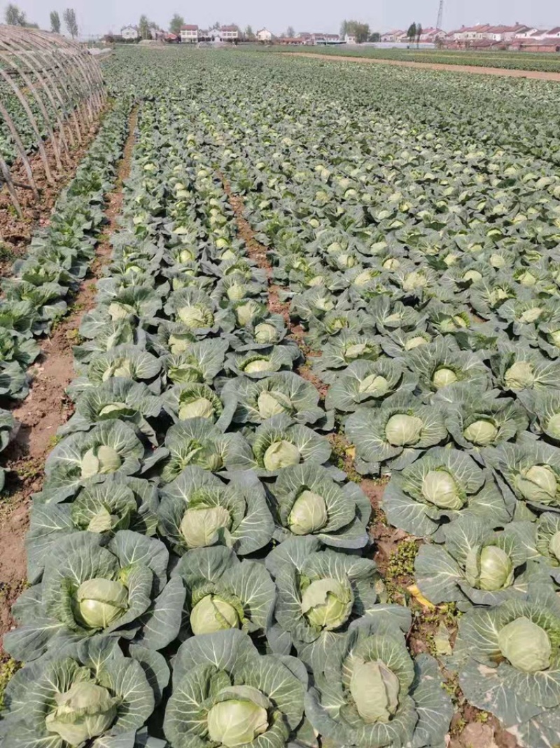 甘蓝包心菜，量大、质量好！无烧边，诚信合作，