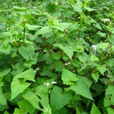 野荞麦苦荞麦根中药材金锁银开天然抗菌金荞麦根