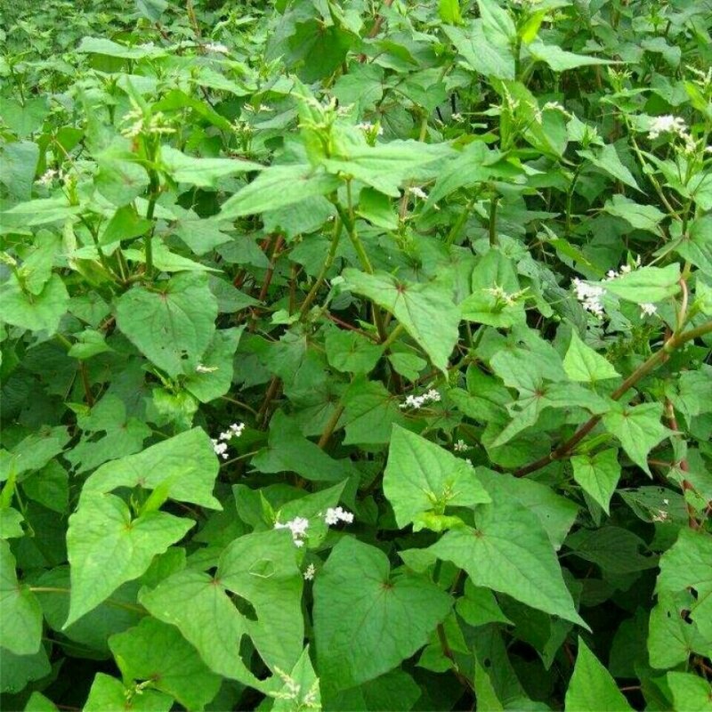 野荞麦苦荞麦根中药材金锁银开天然抗菌金荞麦根