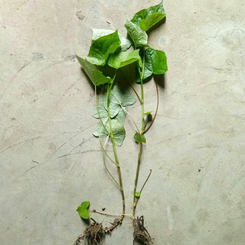 野荞麦苦荞麦根中药材金锁银开天然抗菌金荞麦根