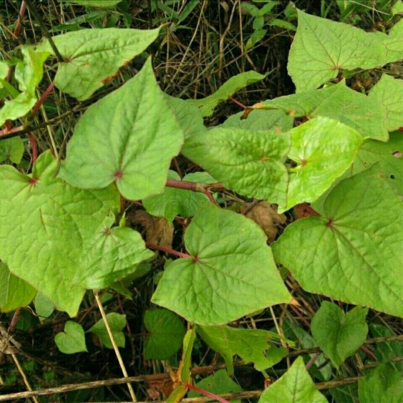 野荞麦苦荞麦根中药材金锁银开天然抗菌金荞麦根