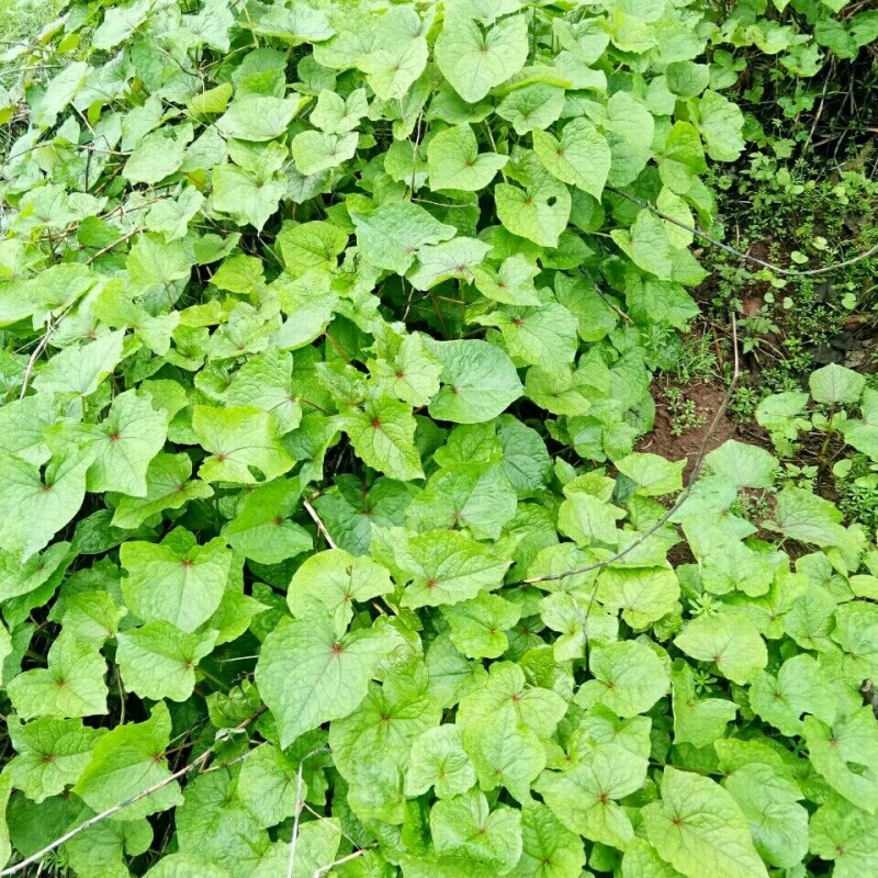 野荞麦苦荞麦根中药材金锁银开天然抗菌金荞麦根