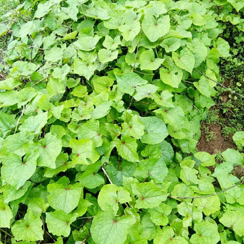 野荞麦苦荞麦根中药材金锁银开天然抗菌金荞麦根