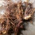 野荞麦苦荞麦根中药材金锁银开天然抗菌金荞麦根