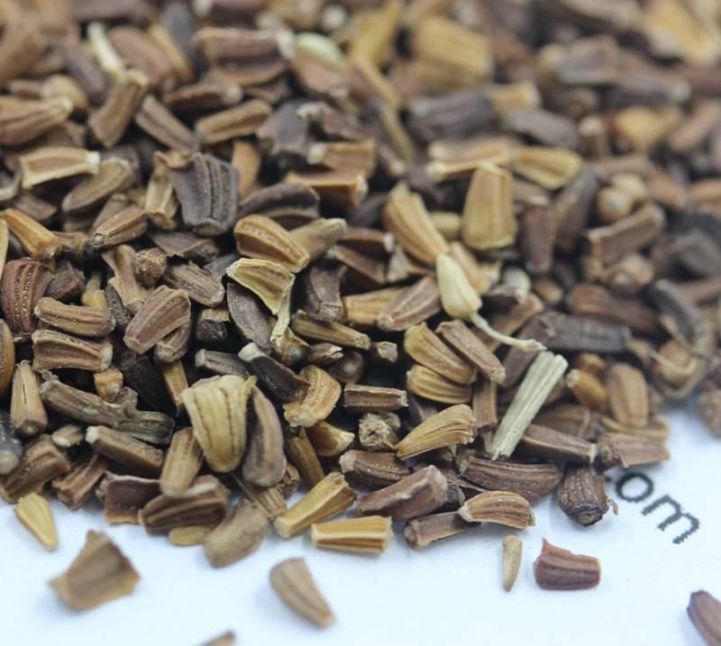 茼蒿菊种子木茼蒿多年生宿根花草种子木春菊种子景观花海易种
