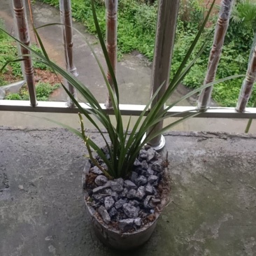 兰花