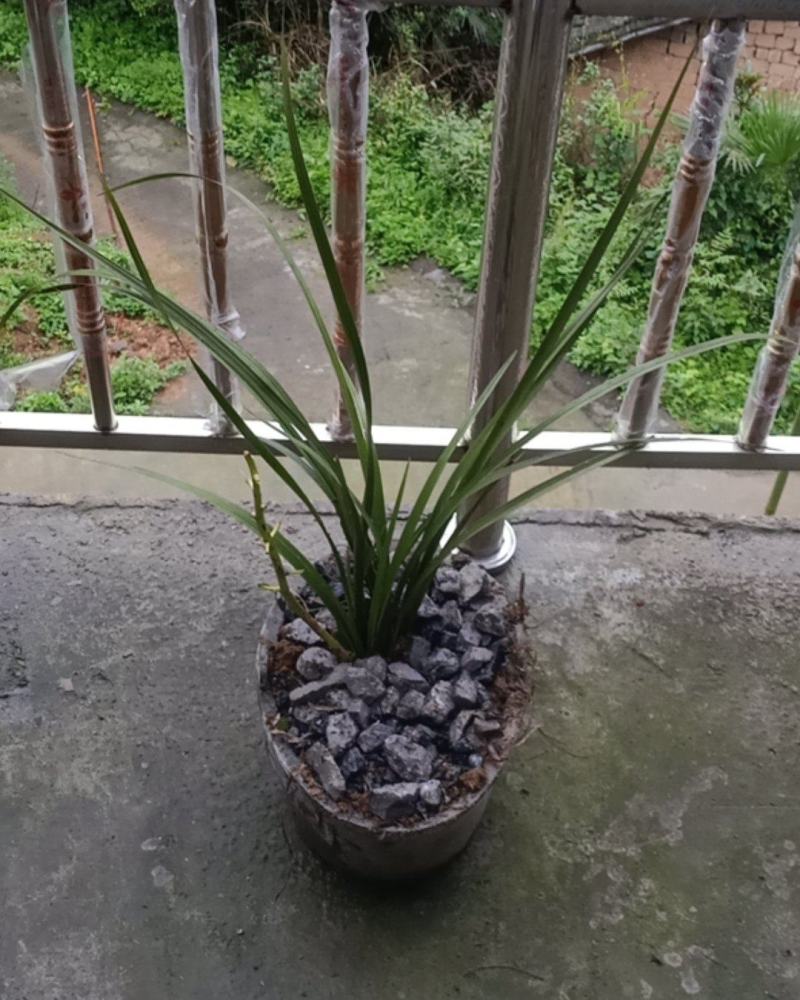 兰花