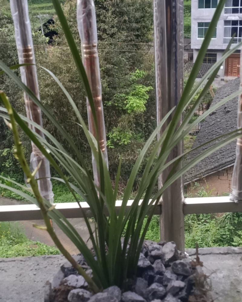 兰花
