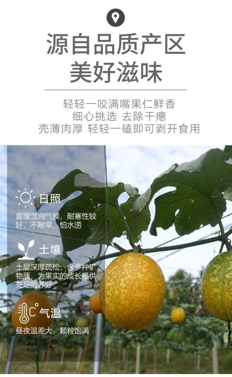 【一件代发】【厂家】吊瓜子罐装大颗粒饱满手工精选包邮